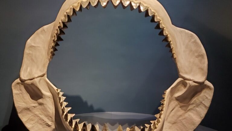 Study: Megalodon’s body shape was closer to a lemon shark