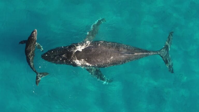 Whale and dolphin migrations are being disrupted by climate change