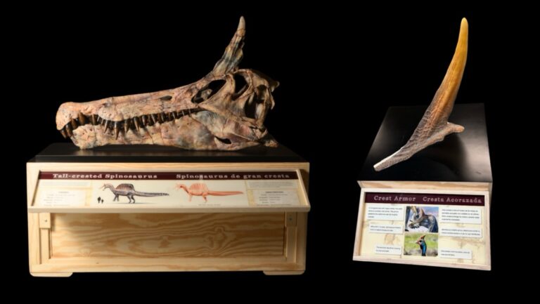 A unicorn-like Spinosaurus found in the Sahara
