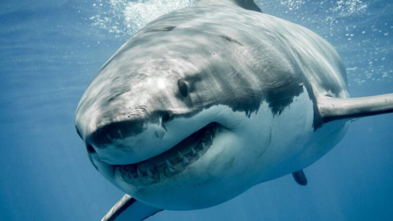 Great white sharks are overheating