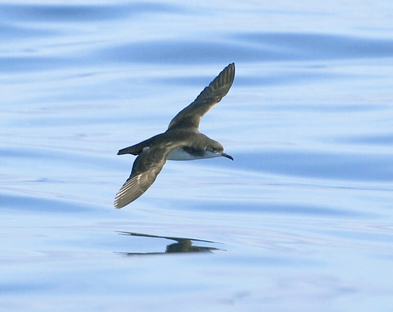 Seabirds racing home over the ocean can get jet-lagged